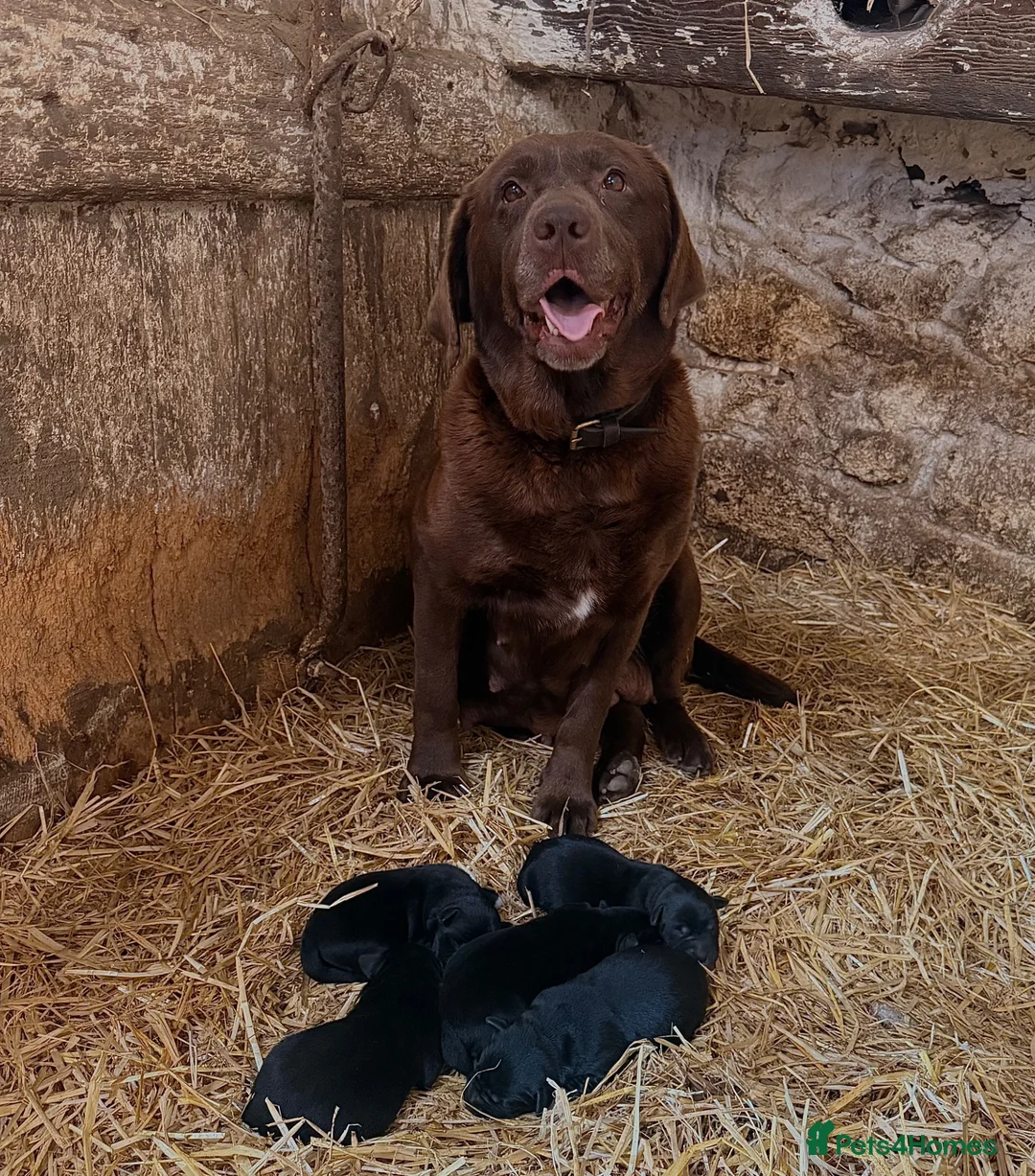 Borador dogs for sale: Borador Puppies - Advert 7