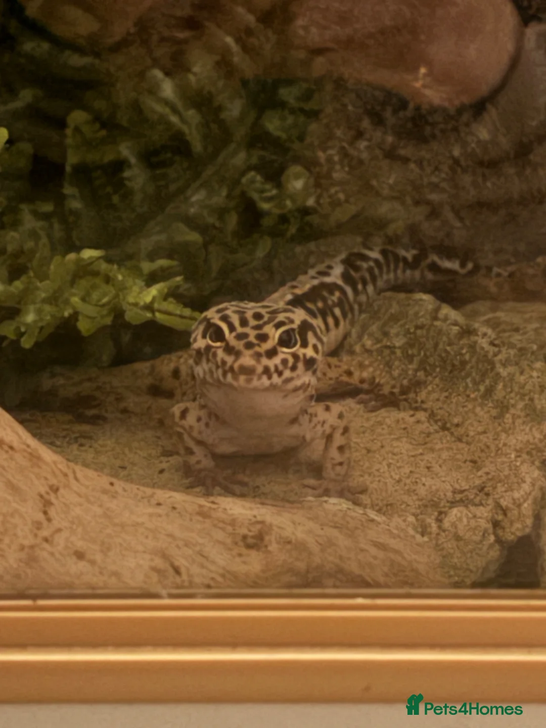 Leopard Gecko reptiles for sale: Male leopard gecko for rehoming in Chipping Campden - Advert 2