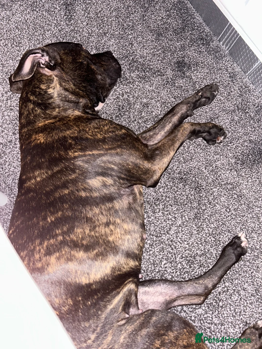 Mixed Breed dogs for sale: Loving home needed - please read full description  - Advert 2