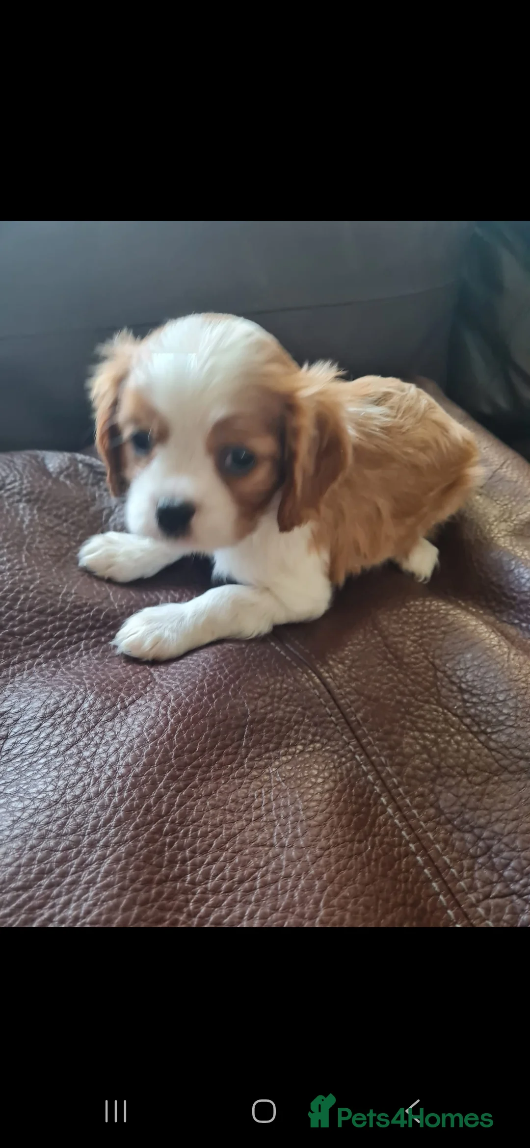 Cavalier King Charles Spaniel dogs for sale: Cavalier king Charles spaniel for sale  - Advert 2