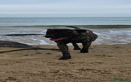 Mixed Breed dogs for sale: Clyde  - Image 7