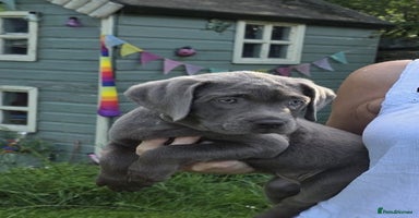 Labrador Retriever dogs - Advert 7