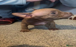 American Bully dogs for sale: Micro / pocket bully’s  - Image 3