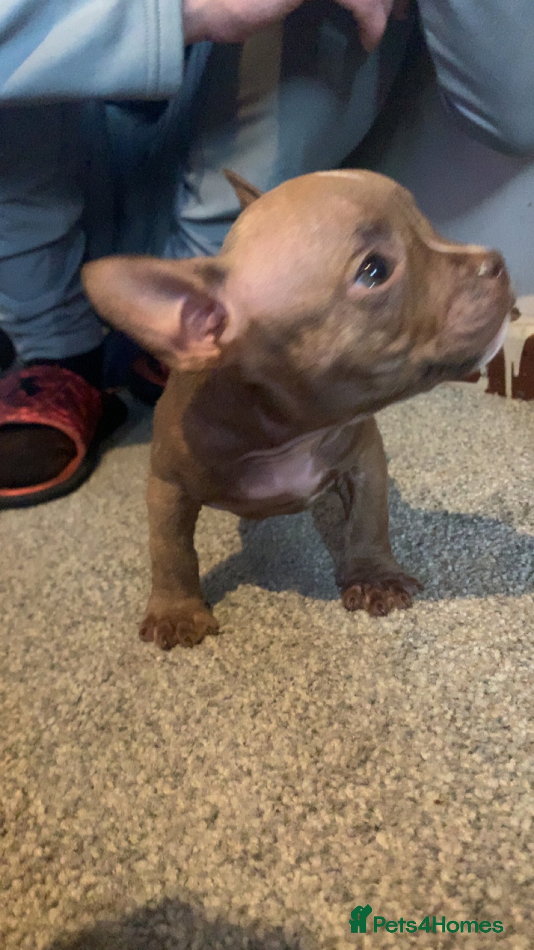 American Bully dogs for sale: Micro / pocket bully’s  - Image 3