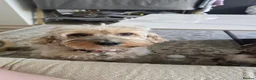 Cockapoo dogs for sale: Cockapoo Litter  in Aylesbury - Advert 1