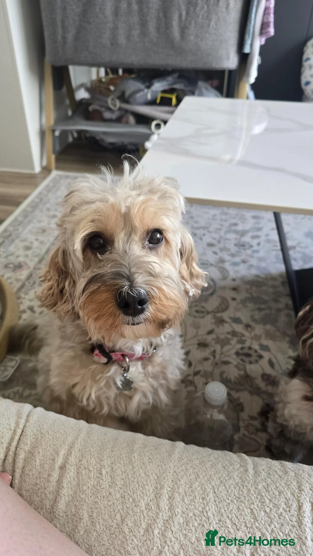 Cockapoo dogs for sale: Cockapoo Litter  in Aylesbury - Advert 1