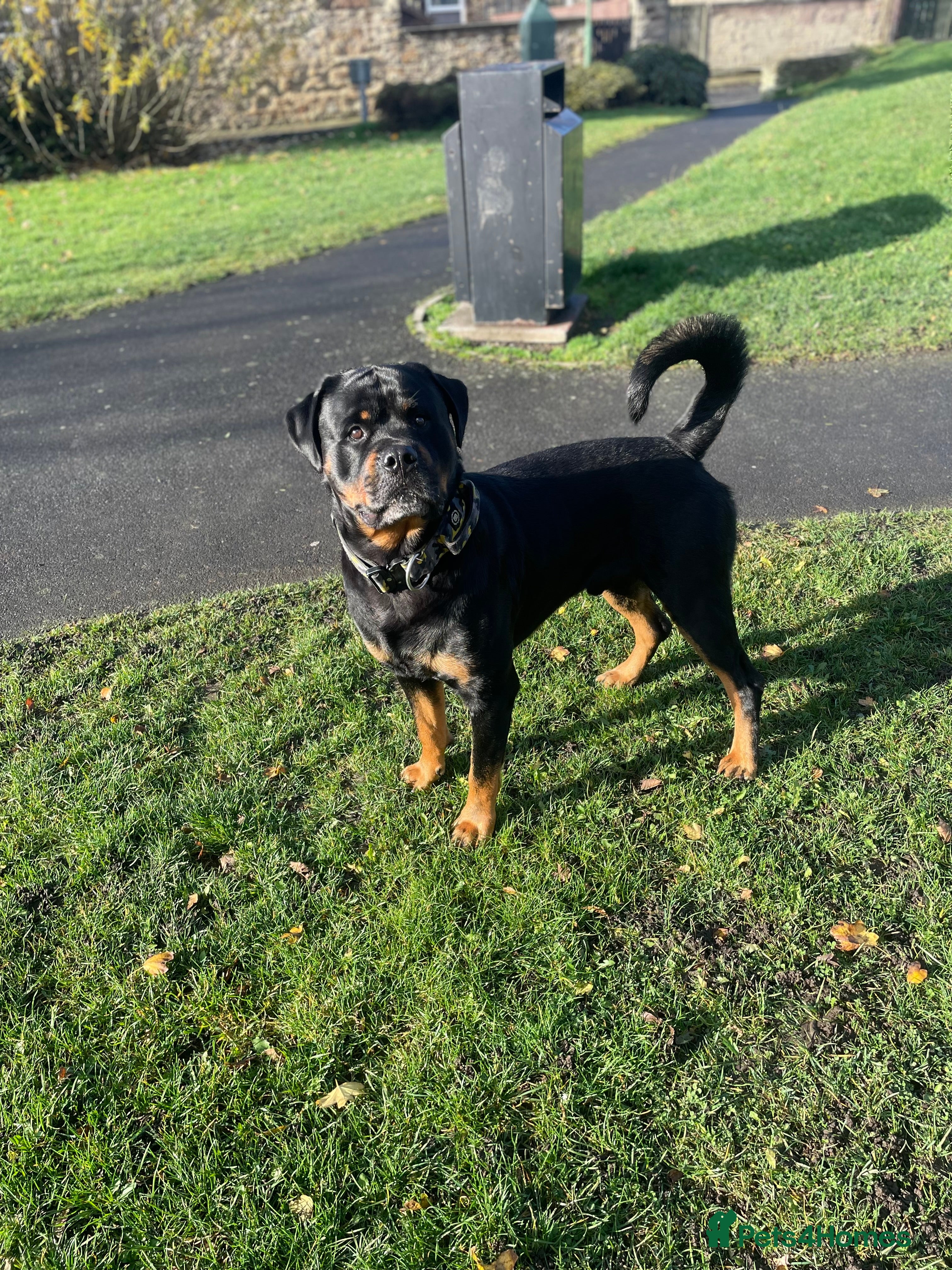 Rottweiler dogs rottweiler stud - Advert 2