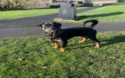 Rottweiler dogs for stud: rottweiler stud - Advert 1