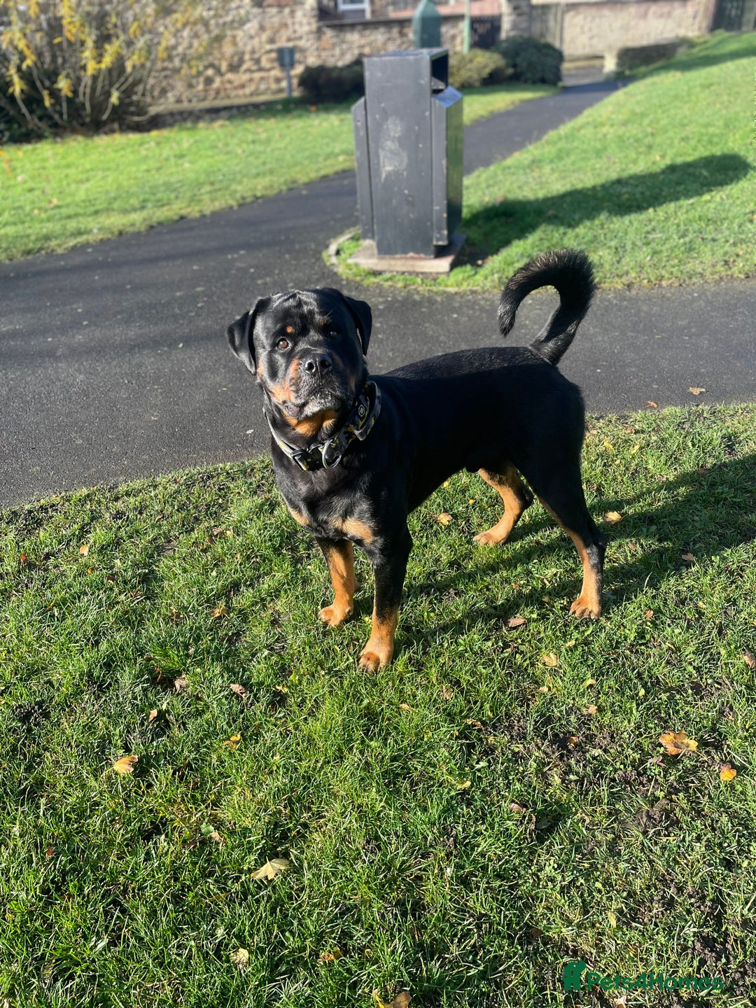 Rottweiler dogs for stud: rottweiler stud - Advert 1