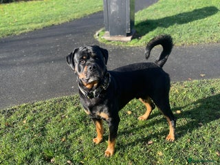 Rottweiler dogs for stud: rottweiler stud - Advert 1