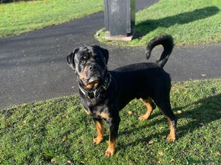 Rottweiler dogs rottweiler stud - Advert 2