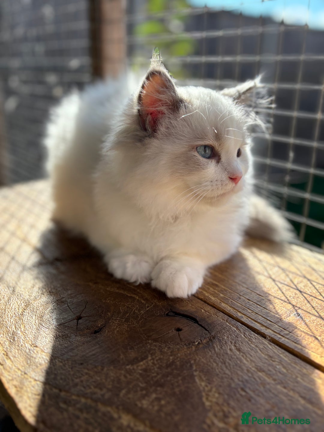Ragdoll cats for sale: Tica registered blue bi colour boy ready now  - Image 6