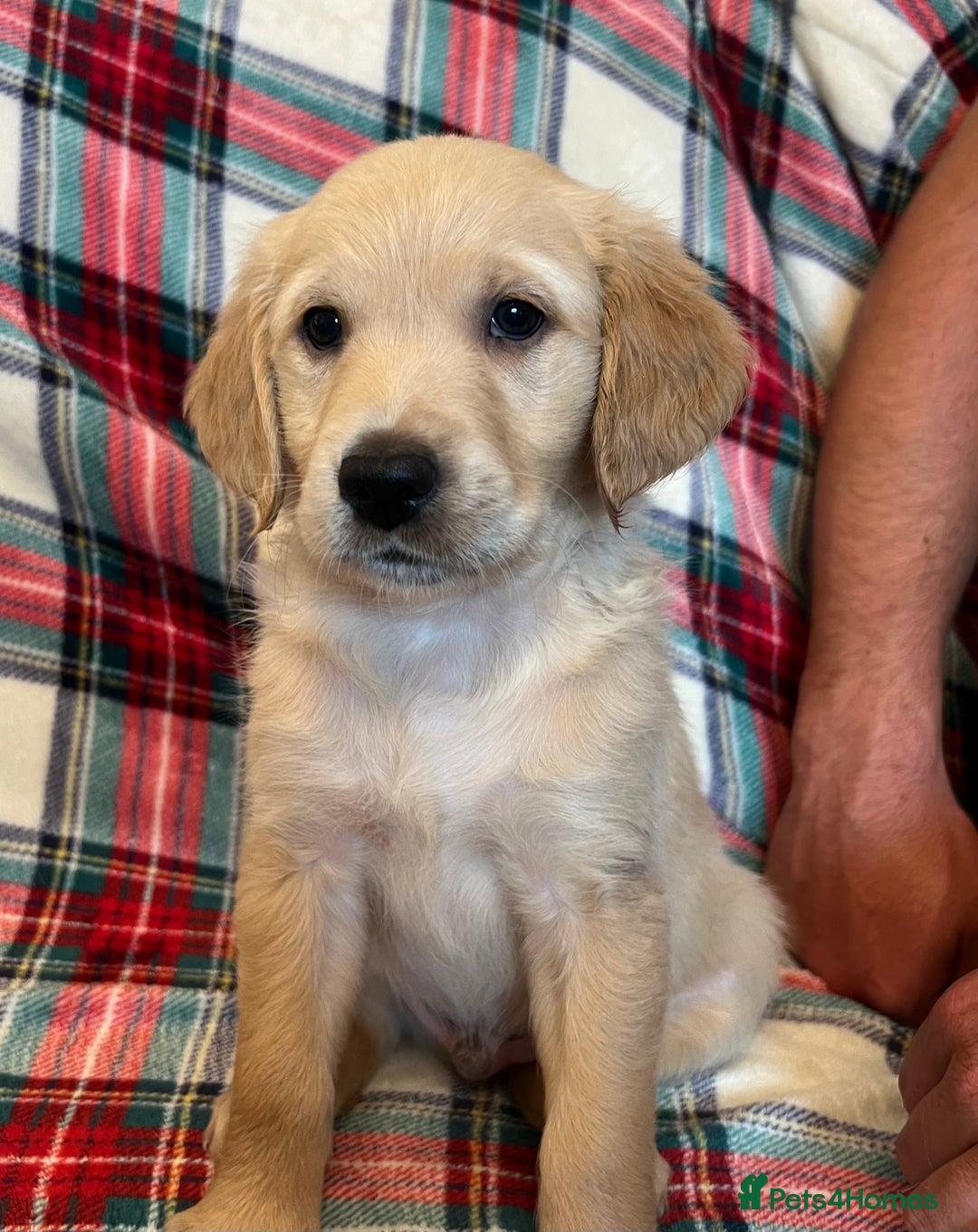 Golden Retriever dogs for sale: KC Registered Golden Retrievers  - Image 27