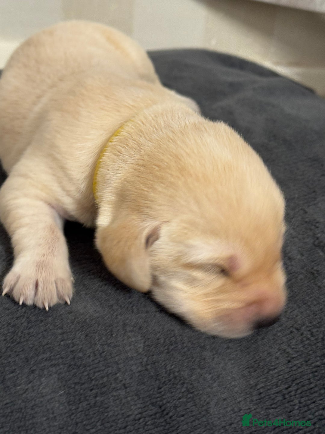 Labrador Retriever dogs for sale: Stunning, White/Yellow KC Registered Labrador Pups - Image 11