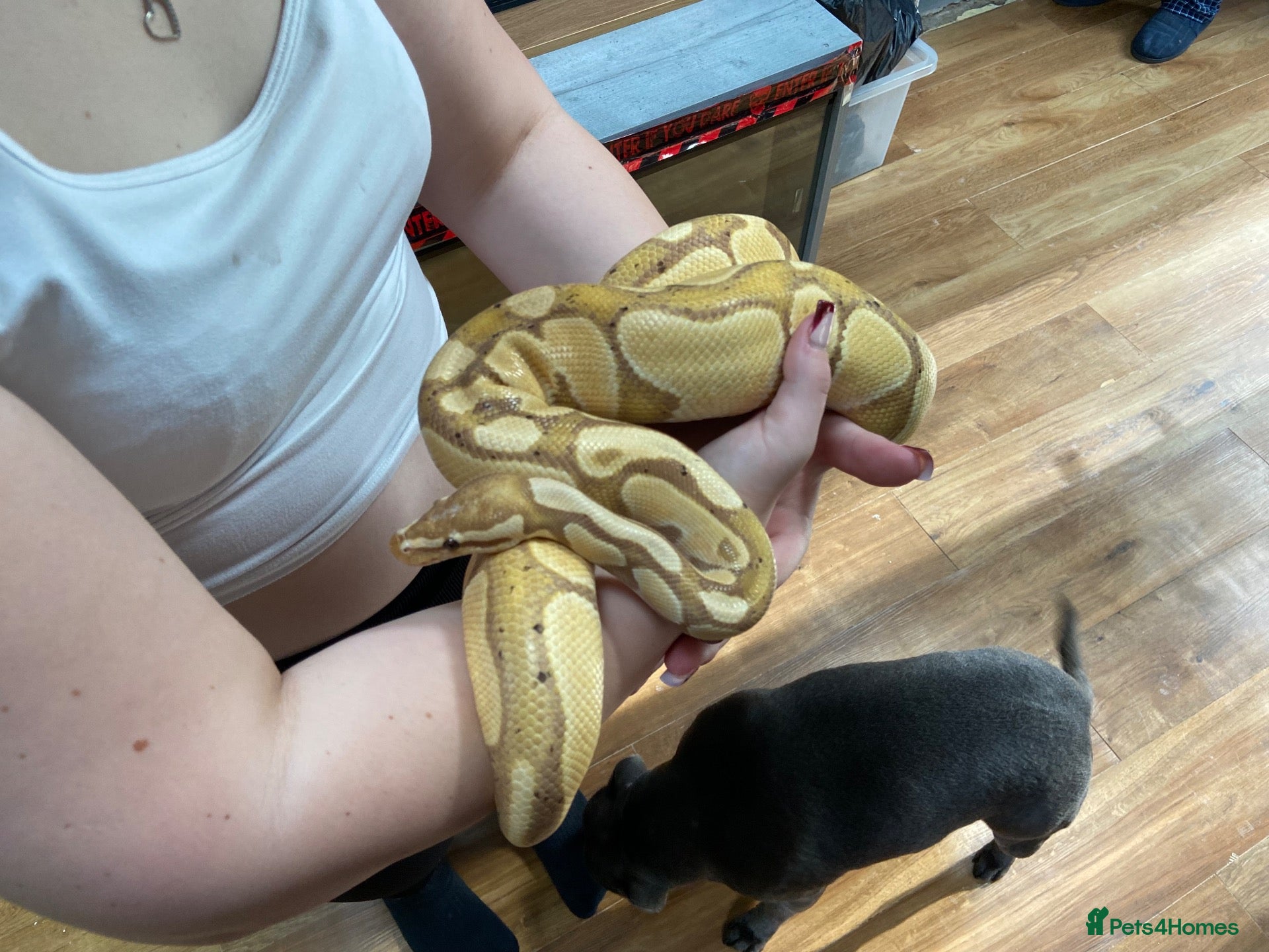 Mixed Breed reptiles 3 beautiful ball pythons 2 female one male  - Advert 9