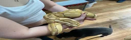 Mixed Breed reptiles for sale: 3 beautiful ball pythons 2 female one male  in Sheffield - Advert 1