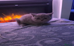 British Shorthair cats for sale: Full pedigree british short hair kittens - Image 5