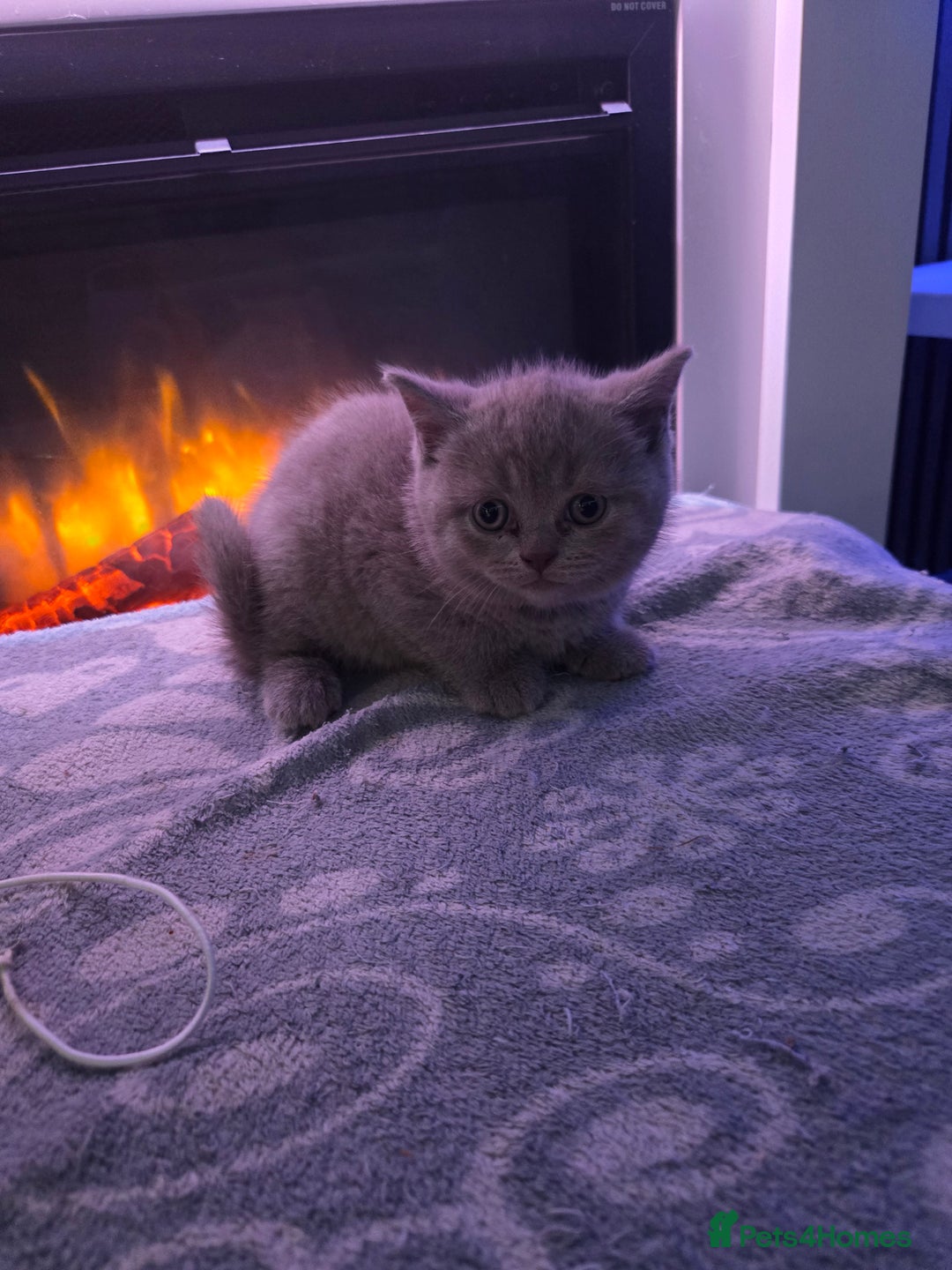 British Shorthair cats for sale: Full pedigree british short hair kittens - Image 5