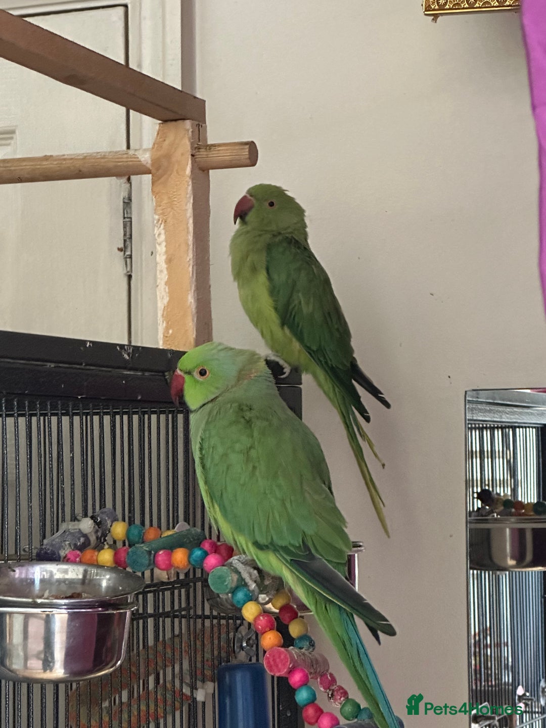 Ringnecks birds for sale: Ringnecks green and blue in Wembley - Image 3