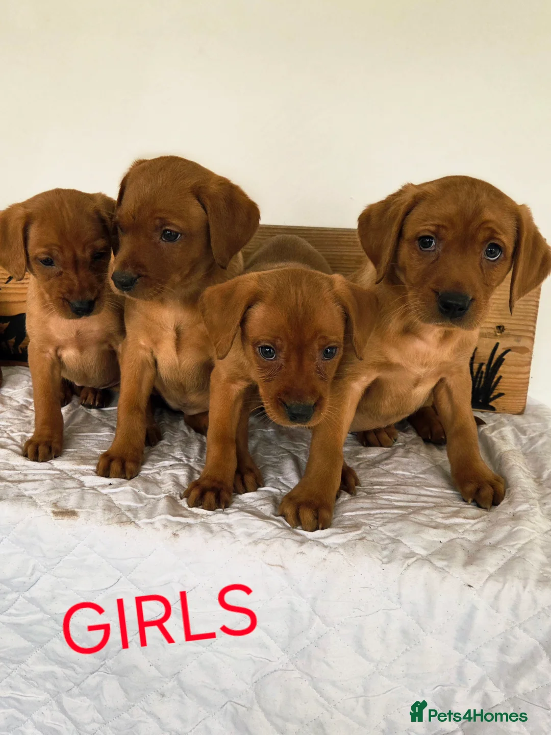 Labrador Retriever dogs for sale: Propa Fox Red lab Pups available  - Advert 12