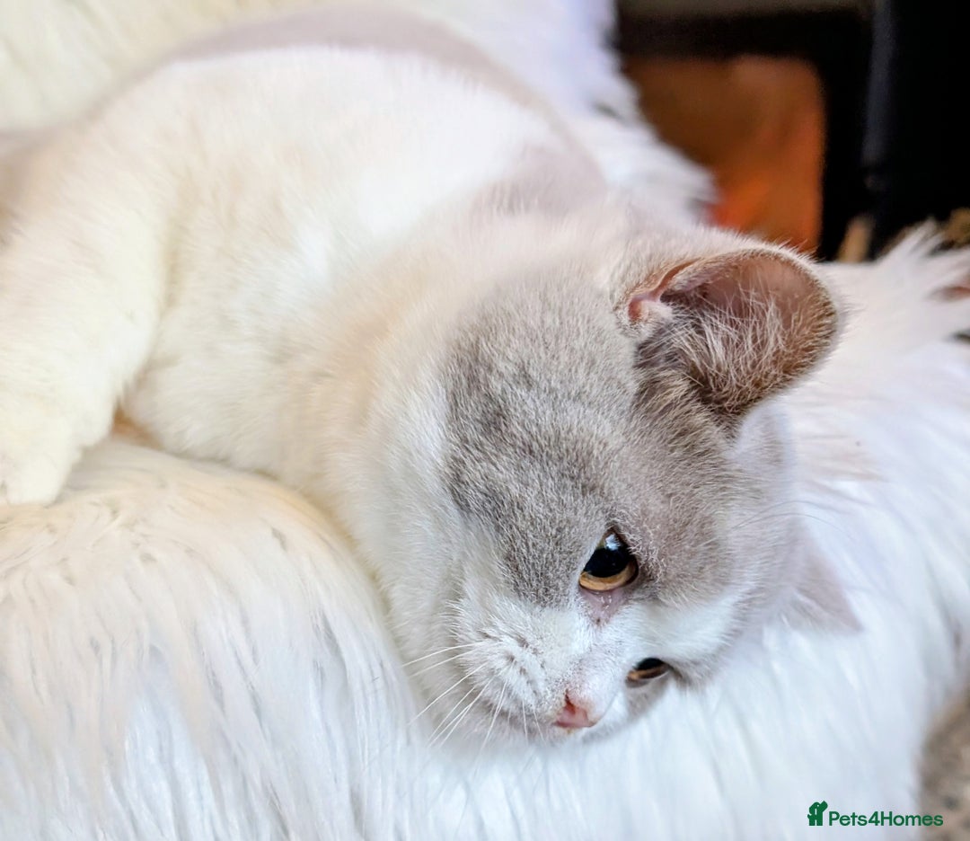 British Shorthair cats for sale: Amazing loving British shorthair kittens  - Advert 23