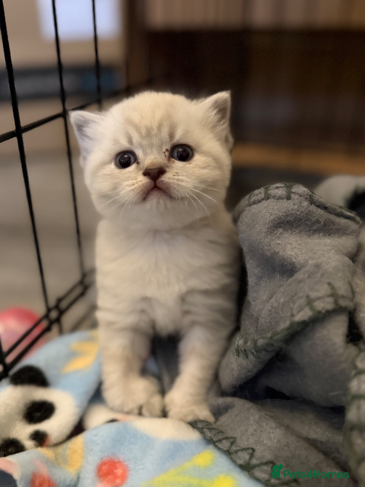 British Shorthair cats British shothair cute kittens  - Advert 1