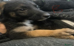 Mixed Breed dogs for sale: Pups for sale in Skelmersdale - Image 7