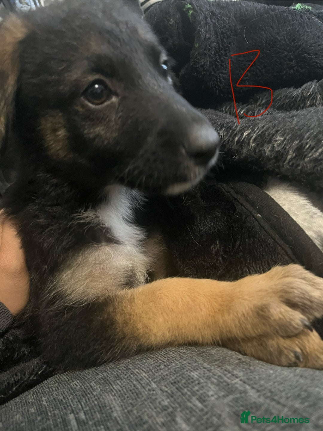 Mixed Breed dogs for sale: Pups for sale in Skelmersdale - Image 7