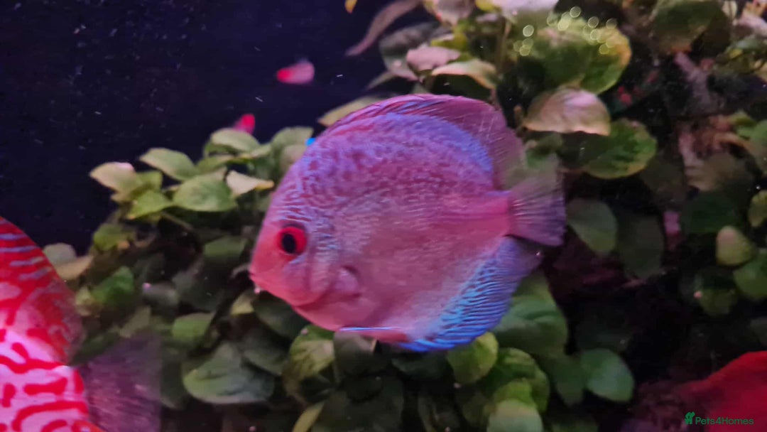 Discus fish for sale: Discuss fish for sale - Image 5
