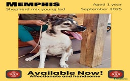 Mixed Breed dogs for adoption: Memphis, 1 yr approx. Available for adoption. - Image 1