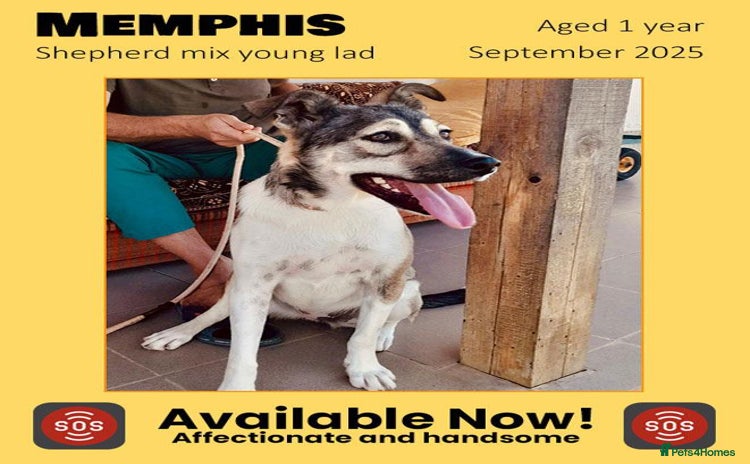 Mixed Breed dogs - Advert 1