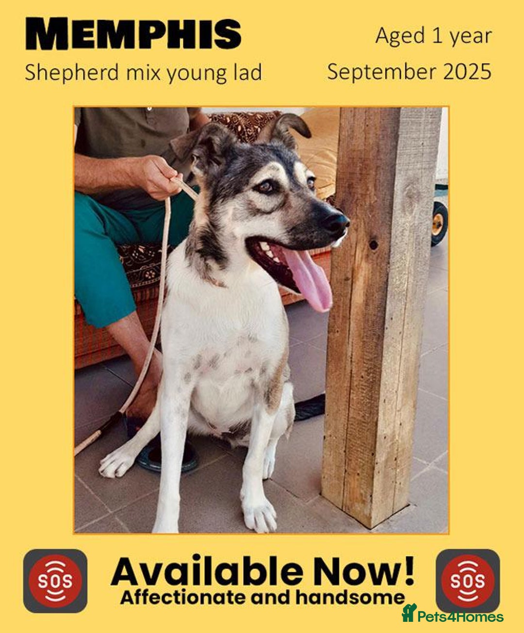 Mixed Breed dogs for adoption: Memphis, 1 yr approx. Available for adoption. - Image 1