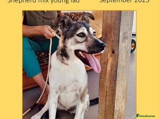 Mixed Breed dogs - Advert 24