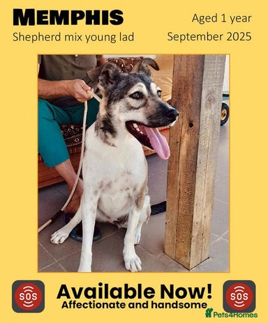 Mixed Breed dogs Memphis, 1 yr approx. Available for adoption. - Advert 8