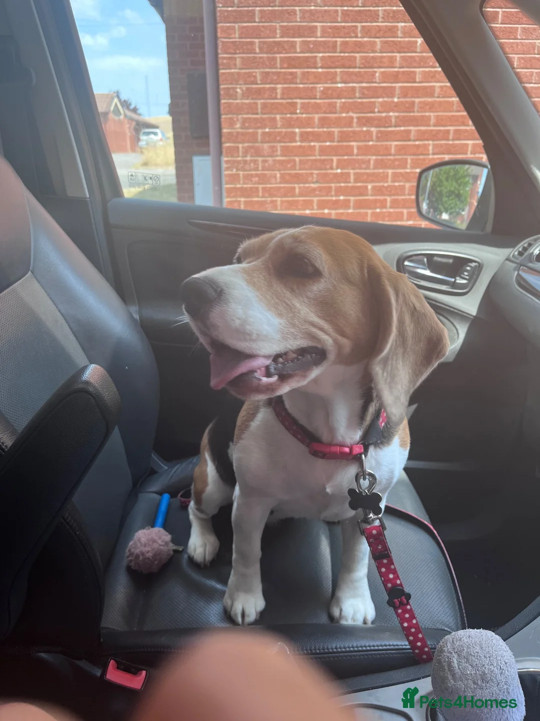 Bocker dogs for sale: Loving dog needing a new home❤️ - Advert 6