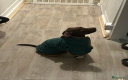 Bocker dogs for sale: 🐶 Cocker Spaniel x Beagle (Bocker) Puppy 🐶 - Image 15