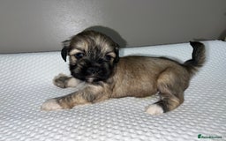 Lhasa Apso dogs for sale: 5 beautiful Lhasa babies! - Image 5