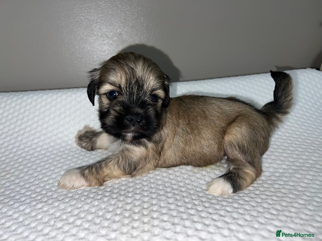 Lhasa Apso dogs for sale: 5 beautiful Lhasa babies! - Image 5