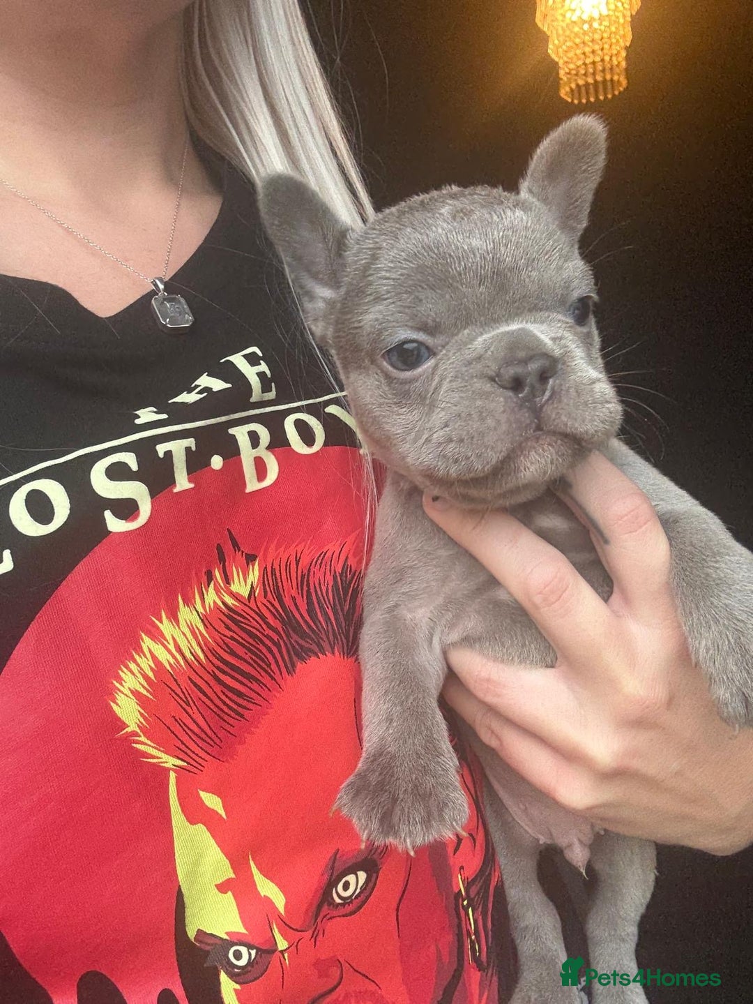 French Bulldog dogs for sale: French bulldog puppies for sale - Image 4