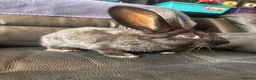 Continental Giant rabbits for sale: Baby’s giants  - Advert 2