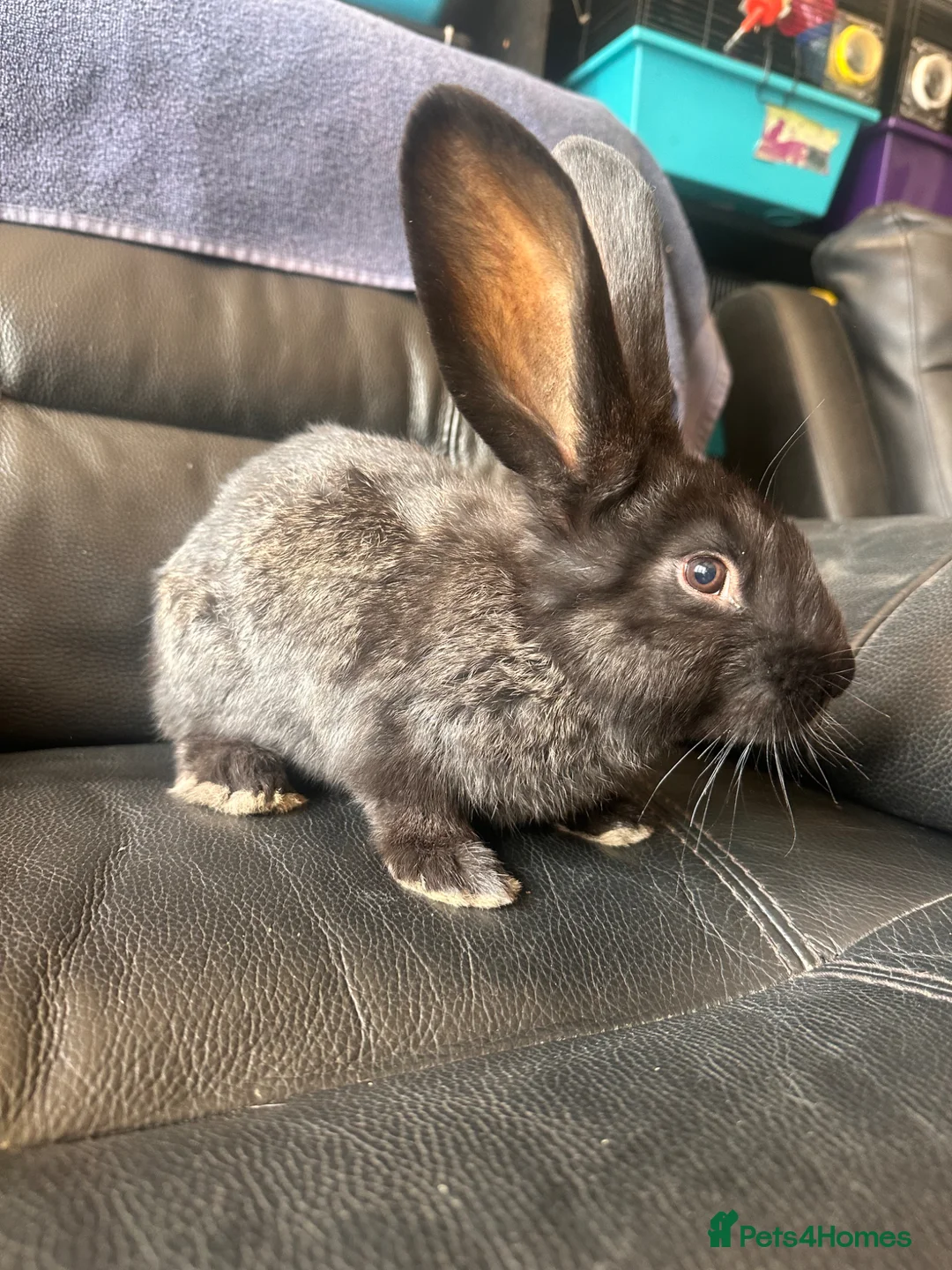 Continental Giant rabbits for sale: Baby’s giants  - Advert 2