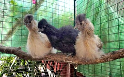 Chickens poultry for sale: Partridge Silkie cockerel  - Image 8