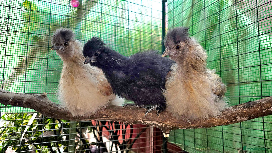 Chickens poultry for sale: Partridge Silkie cockerel  - Image 8