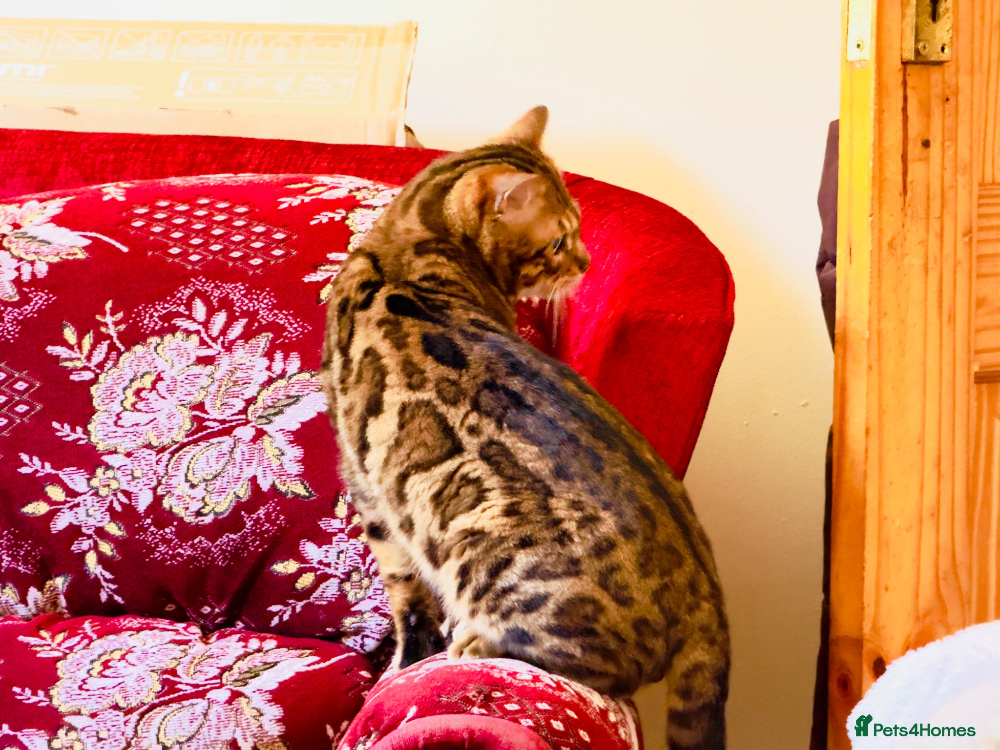 Bengal cats Ticca registered active male  - Advert 4