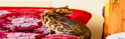 Bengal cats for sale: Ticca registered active male  - Advert 1