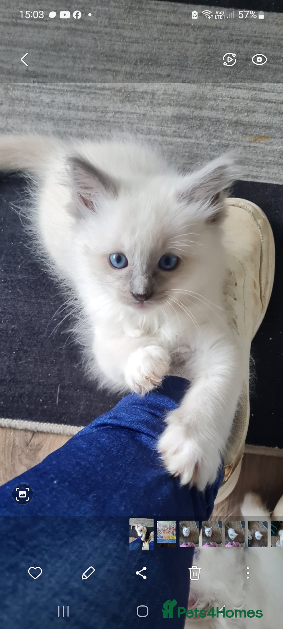 Ragdoll cats Ragdoll kittens for sale  - Advert 11