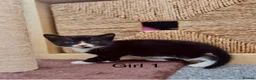 Domestic Shorthair cats for sale: Beautiful Kittens - Ready Now - Advert 6