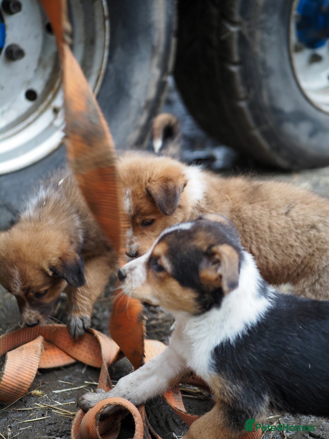 Mixed Breed dogs for sale: Collie cross puppies  - Advert 7