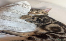 Bengal cats for sale: Very nice and quiet  - Image 2