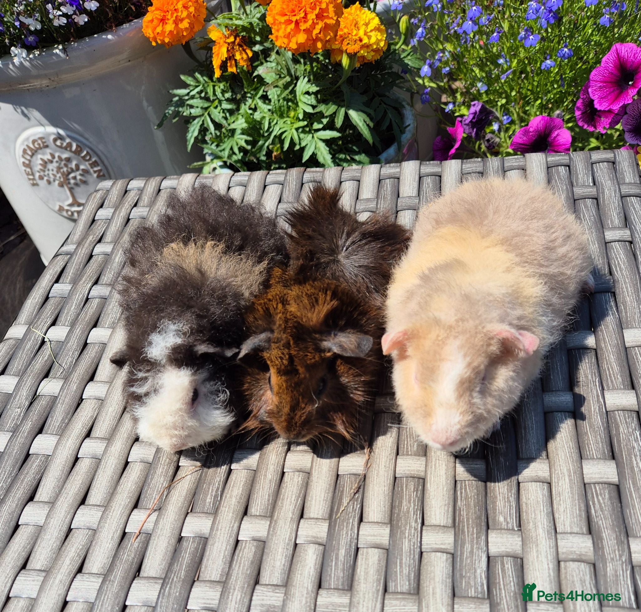 Guinea Pig rodents Beautiful Baby Guinea Pigs Funky Teddy Alpaca X - Advert 1